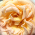 Żółty  - Róża wielkokwiatowa - Hybrid Tea - Scented Memory™